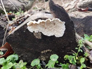 Netted Crust habitat
