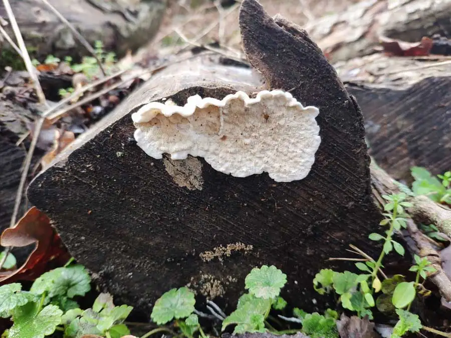 Netted Crust habitat