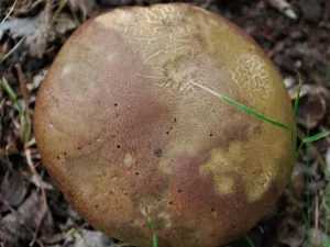 Oak Bolete cap