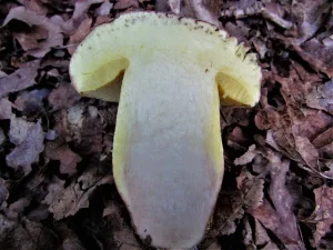 Oak Bolete flesh