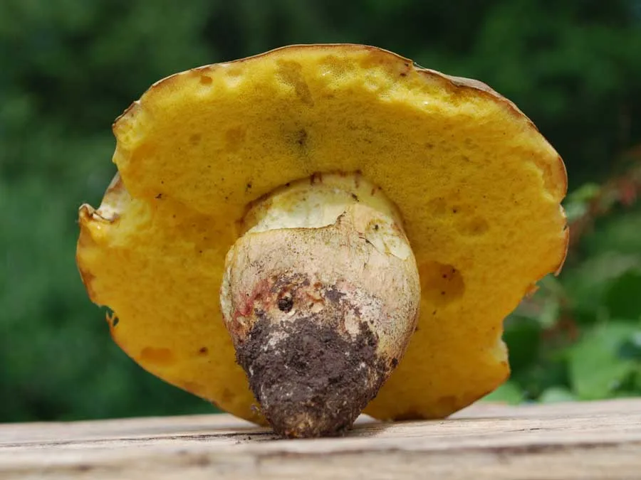 Oak Bolete pores
