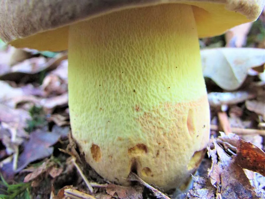 Oak Bolete stem