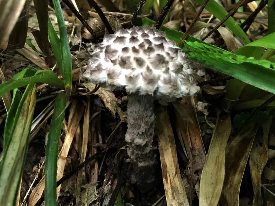 Old Man of the Woods