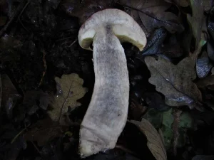 Orange Bolete flesh