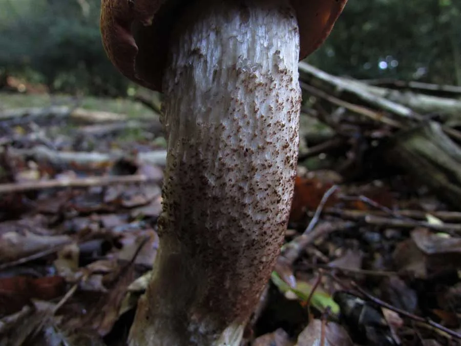 Orange Bolete stem
