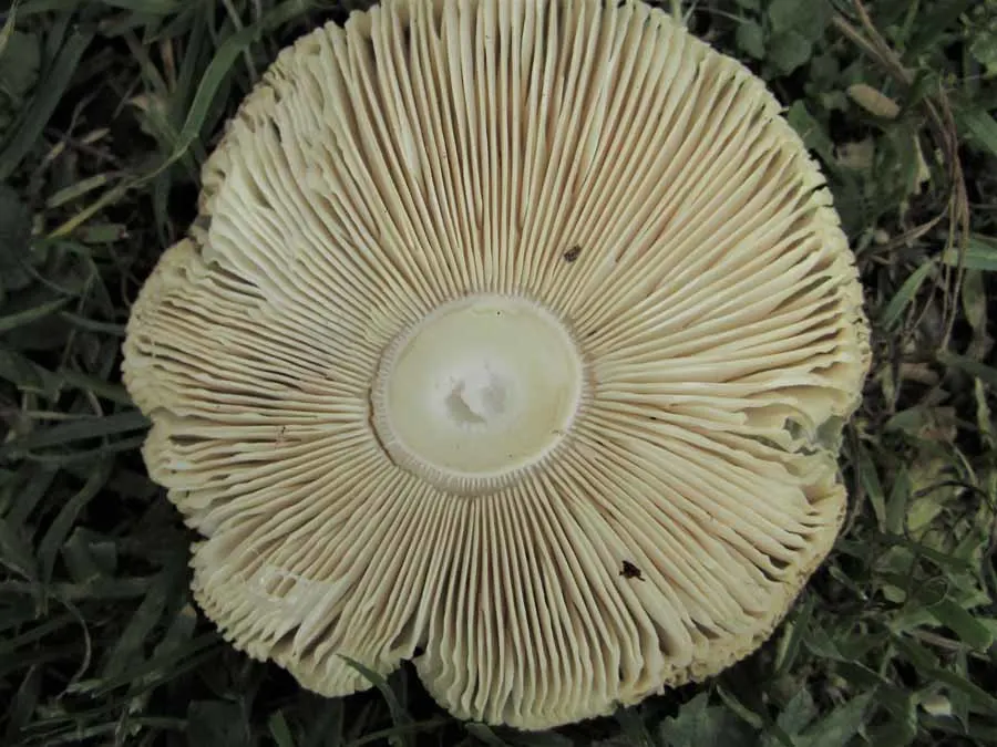 Panthercap gills