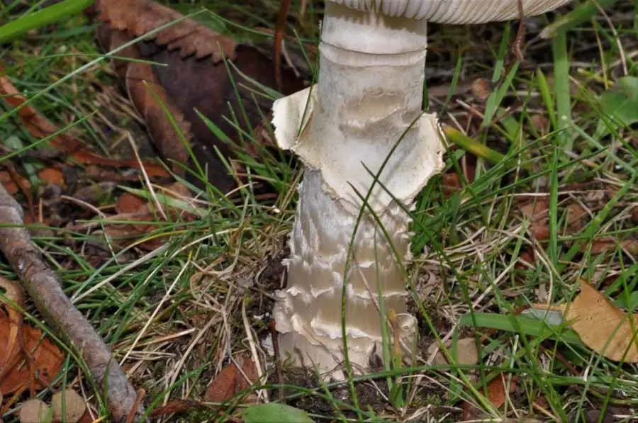 Panthercap stem