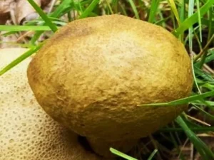 Parasitic Bolete cap