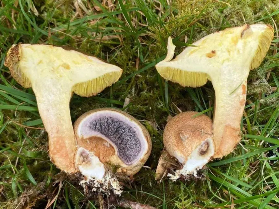 Parasitic Bolete flesh