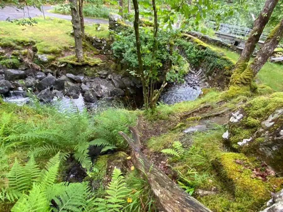 Parasitic Bolete habitat