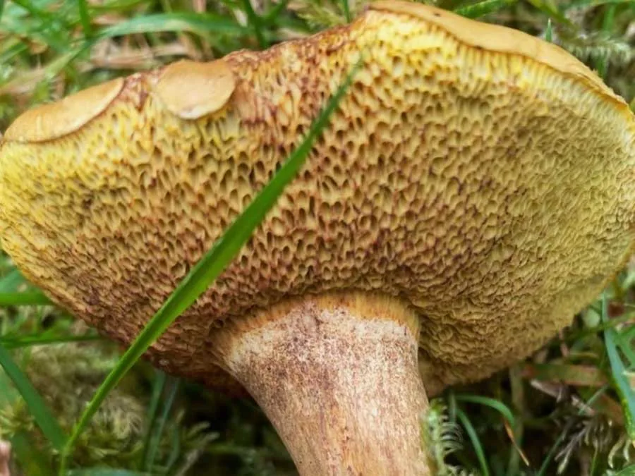 Parasitic Bolete pores