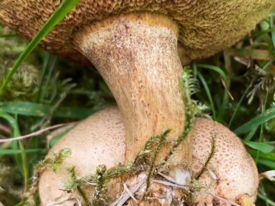 Parasitic Bolete stem