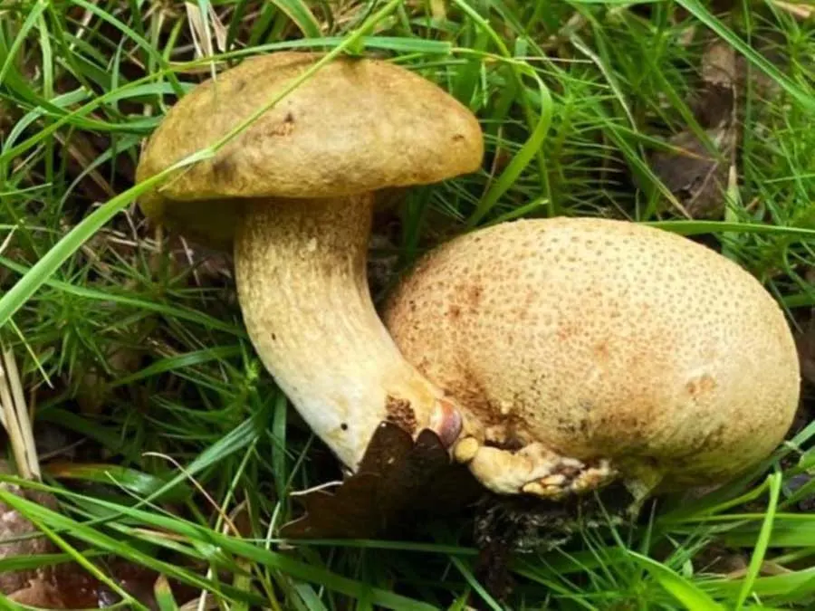 Parasitic Bolete