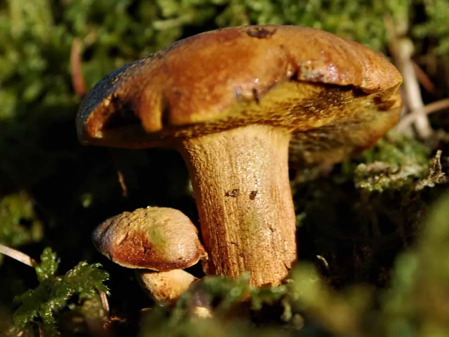 Peppery Bolete