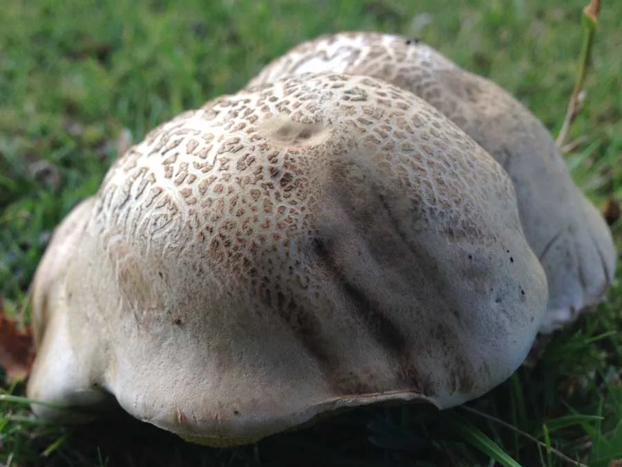 Rooting Bolete cap