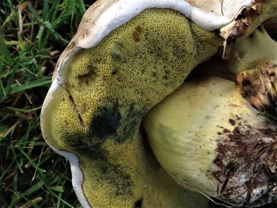 Rooting Bolete pores