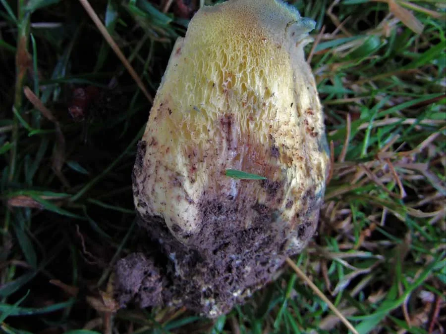 Rooting Bolete stem