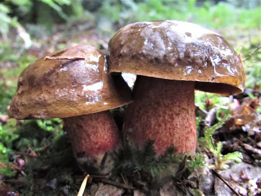 Scarletina Bolete