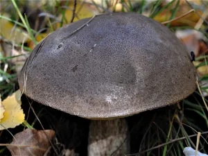 Slate Bolete cap