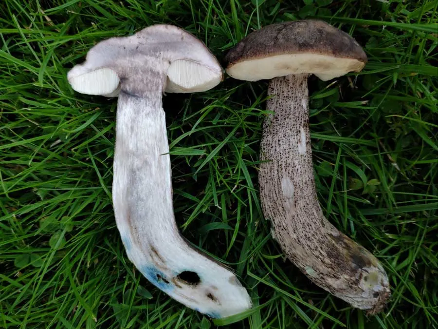 Slate Bolete flesh