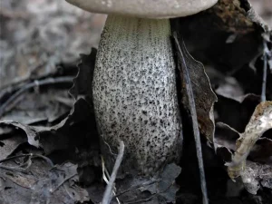 Slate Bolete stem