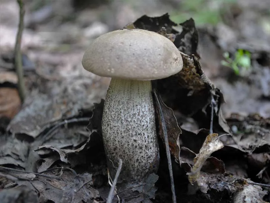 Slate Bolete