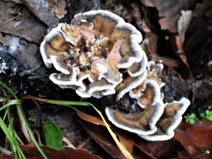 Smoky Bracket fruiting body