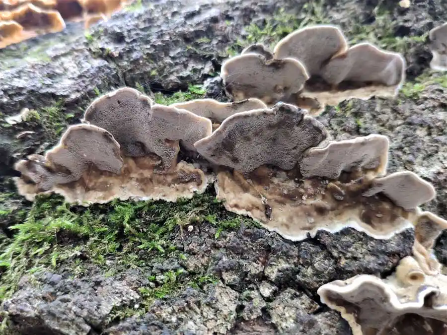 Smoky Bracket habitat