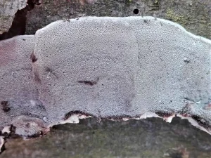 Smoky Bracket pores