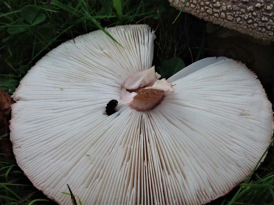 The Blusher gills
