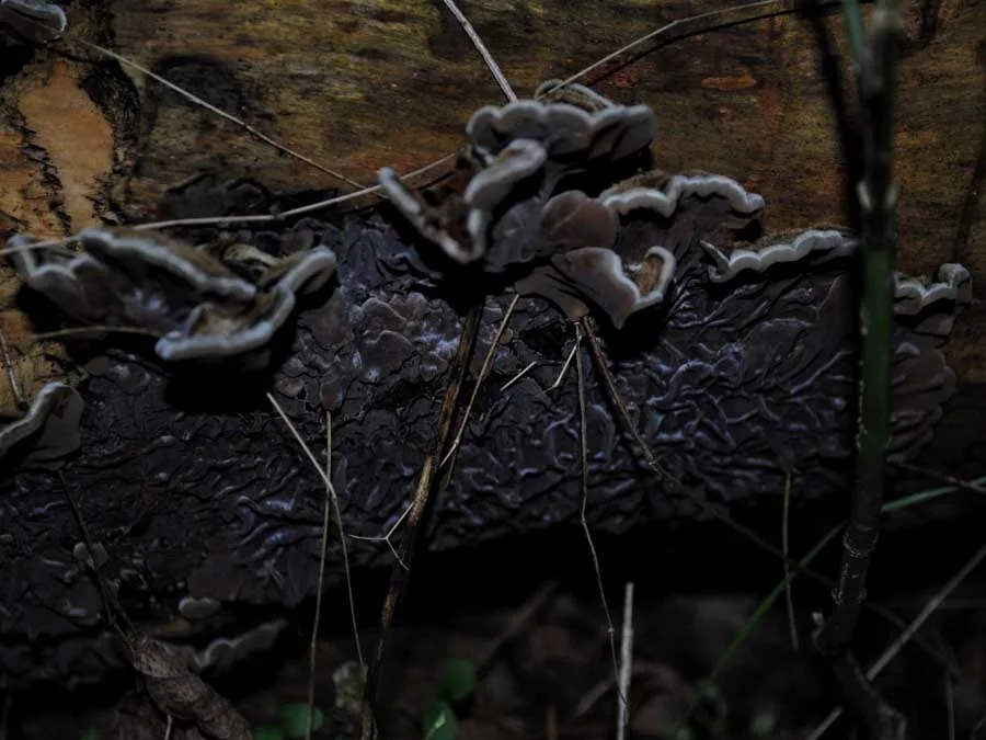 Tripe Fungus