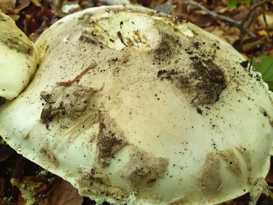 Warted Amanita cap