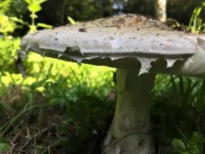 Warted Amanita cortina