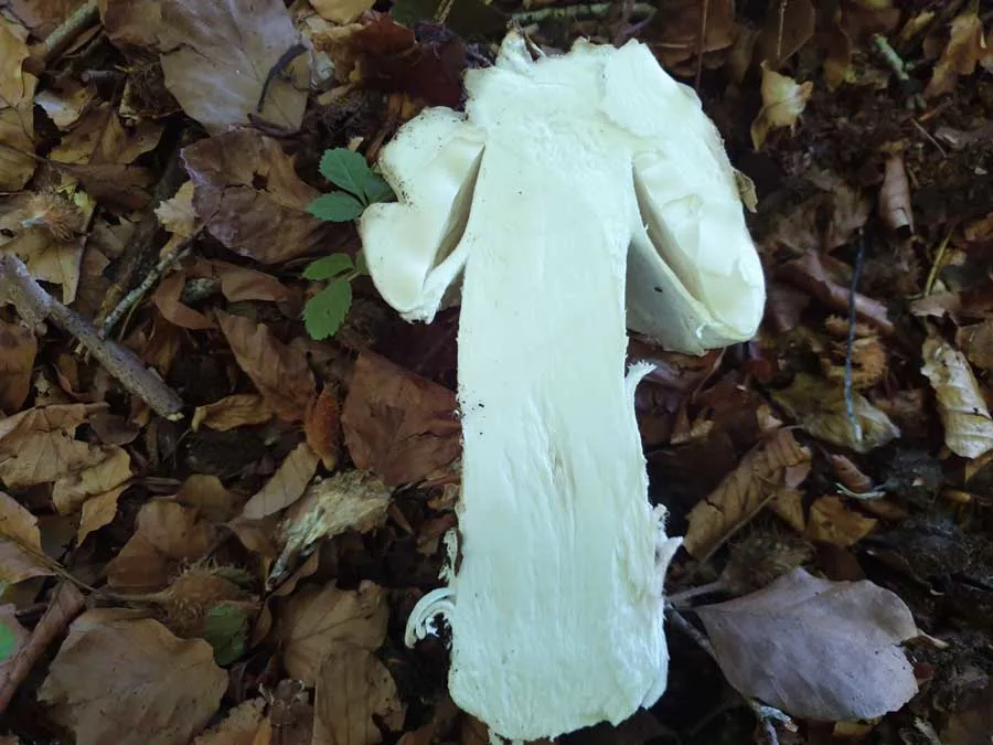 Warted Amanita flesh