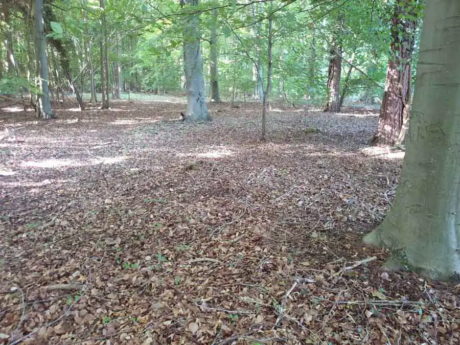 Warted Amanita habitat