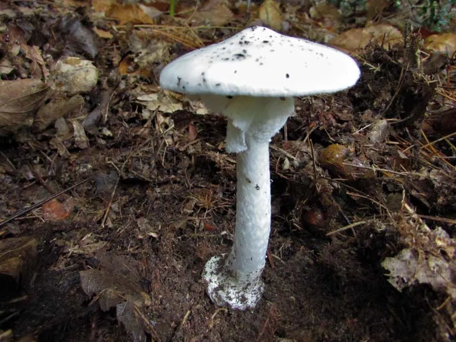 Warted Amanita possible confusion