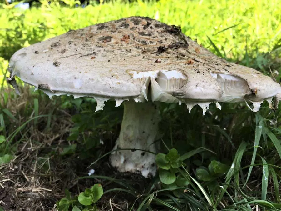Warted Amanita