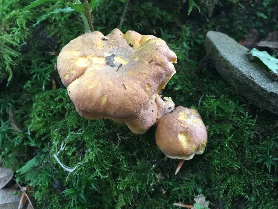 Amethyst Chanterelle cap