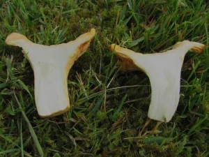Amethyst Chanterelle flesh