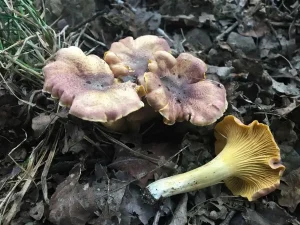 Amethyst Chanterelle gallery