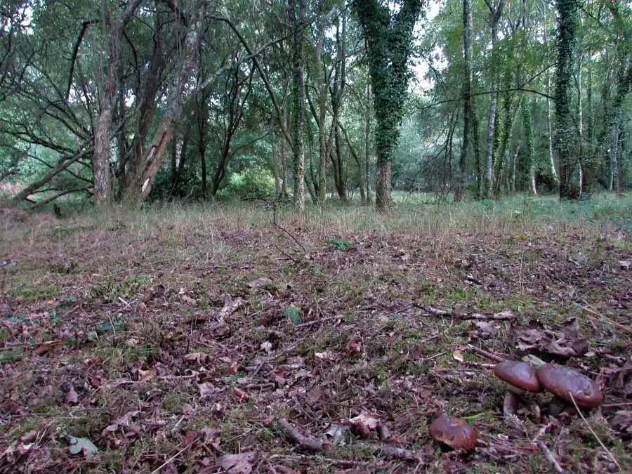 Amethyst Chanterelle habitat