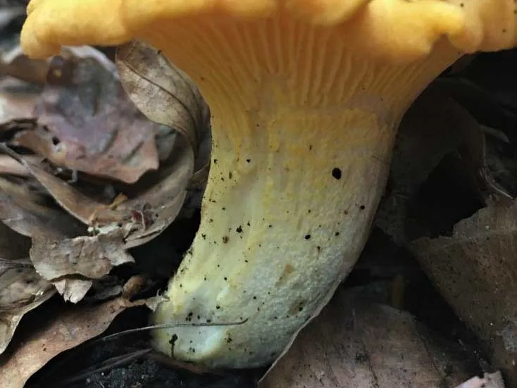 Amethyst Chanterelle stem
