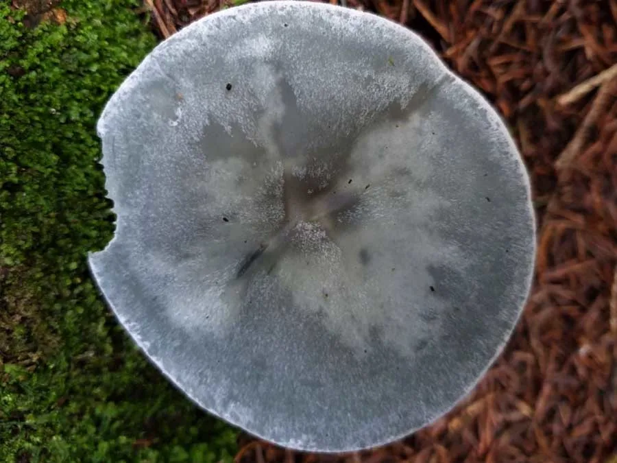 Aniseed Funnel cap