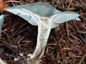 Aniseed Funnel flesh