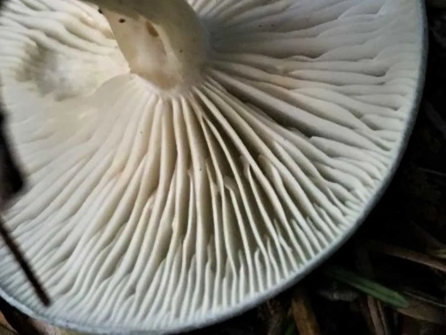 Aniseed Funnel gills