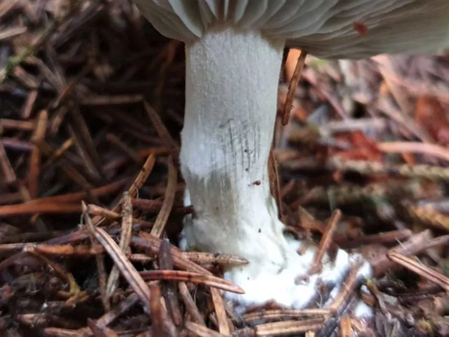Aniseed Funnel stem
