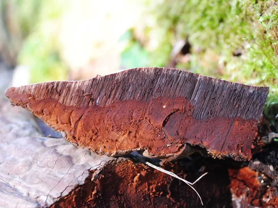 Artist’s Bracket flesh