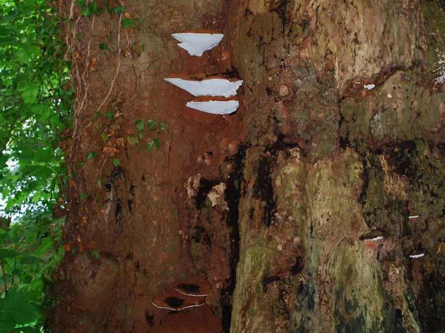 Artist’s Bracket habitat