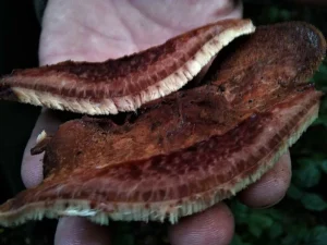 Beefsteak Fungus flesh