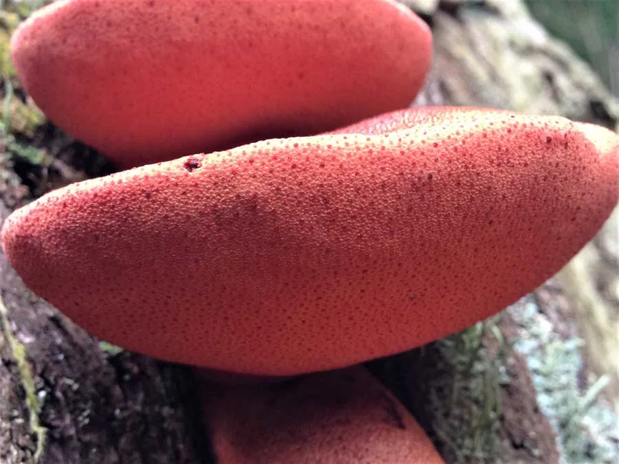 Beefsteak Fungus pores